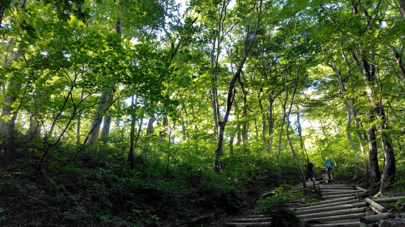 ブナの木に覆われた大山登山道