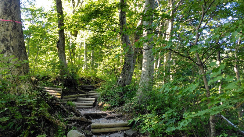 大山登山道木段