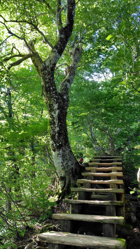 大山登山道の木段