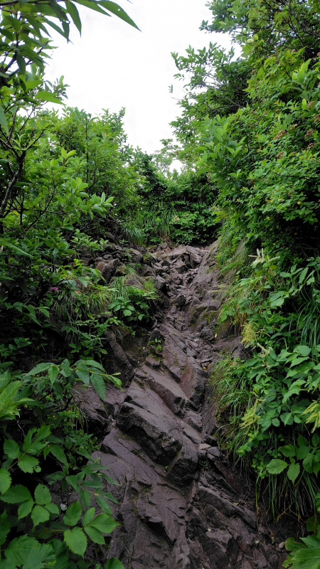 大山夏山登山道七合目から八合目の間の道