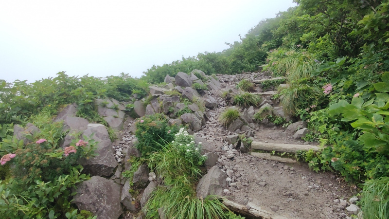 大山夏山登山道の木段と石と花