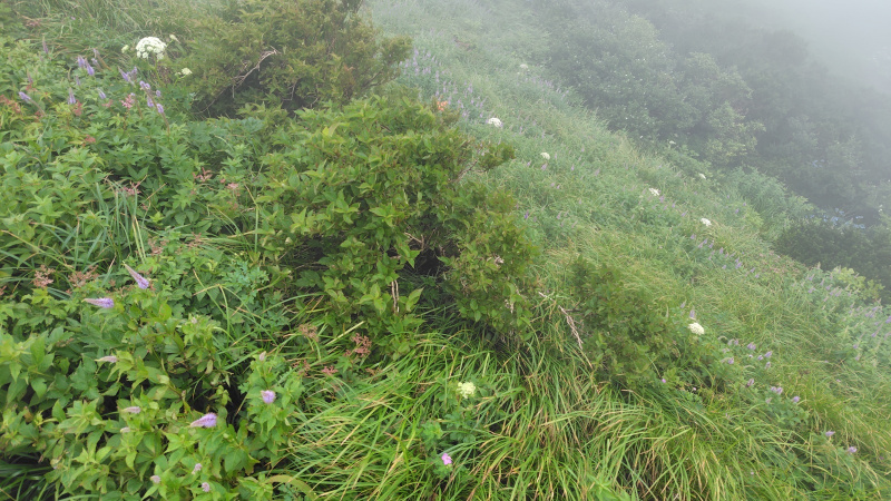 大山登山道の花々