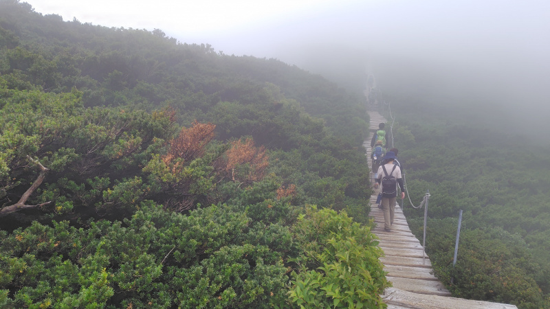 大山夏山登山道の木道