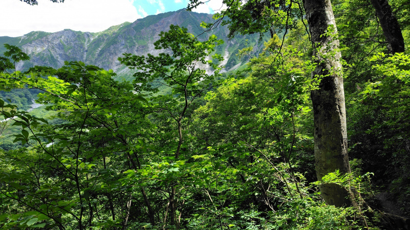 行者谷からの大山北壁