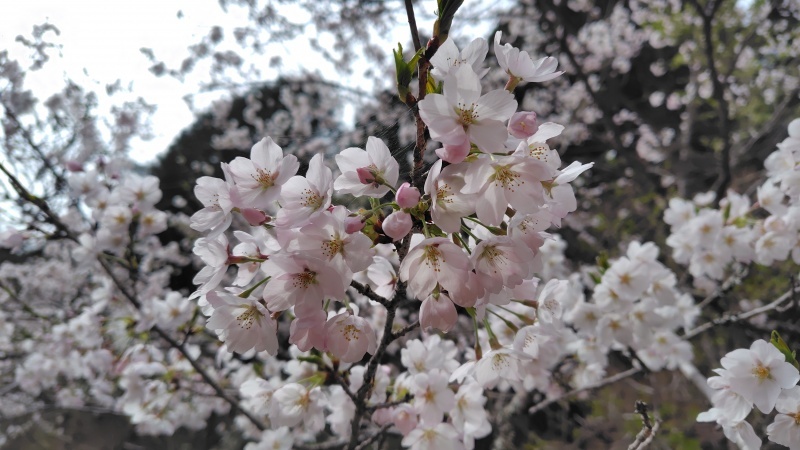 桜のアップ