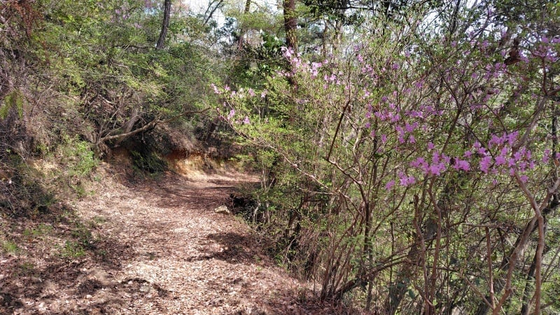 篁山登山道のツツジ