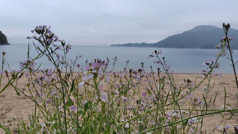 折古の浜とハマダイコンの花