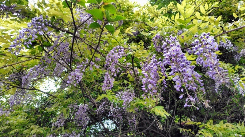 因島藤の花