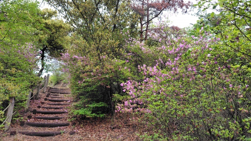 因島天狗山の登山道