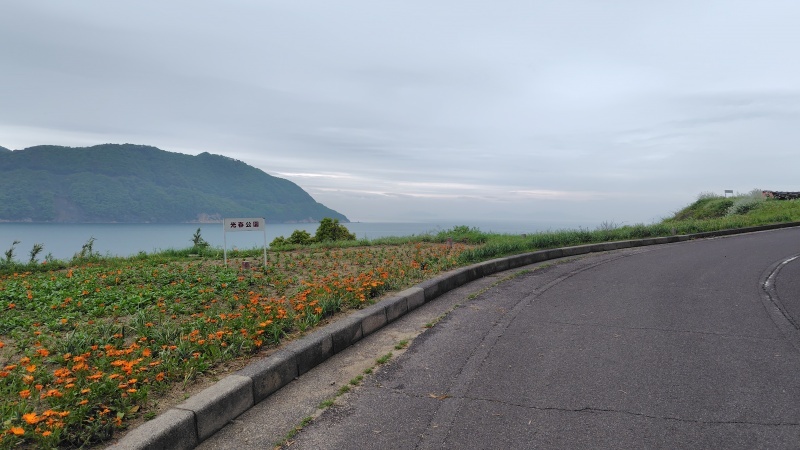 因島光春公園に咲くキンセンカ