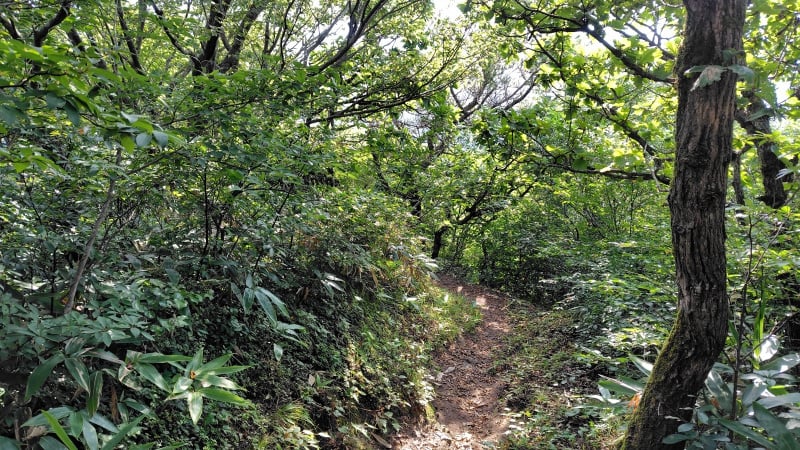 太平山登山道