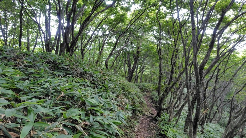 三瓶山登山道、孫三瓶から太平山へ