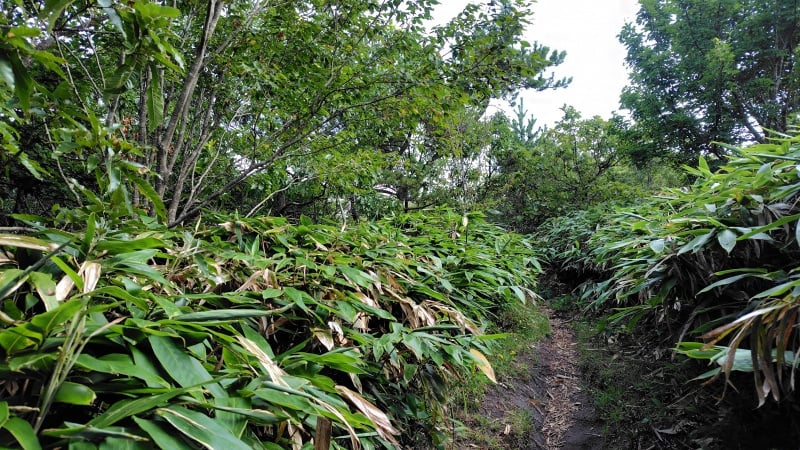 孫三瓶山太平山登山道