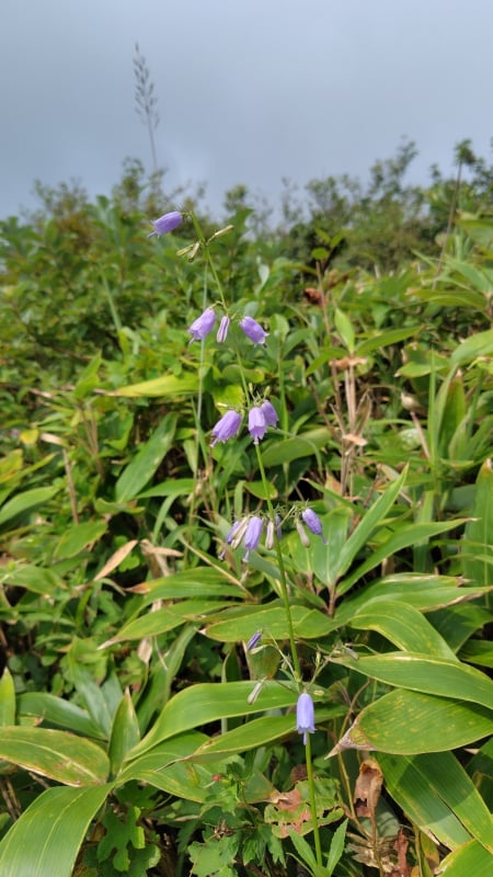 男三瓶山登山道に咲くツリガネニンジン