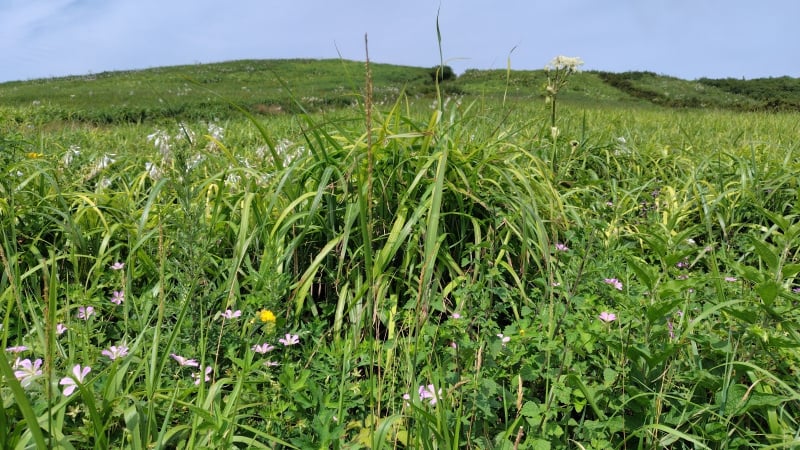 男三瓶山山頂付近の花
