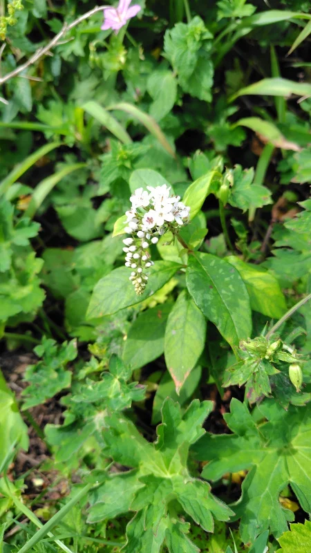 男三瓶山に咲くオカトラノオの花