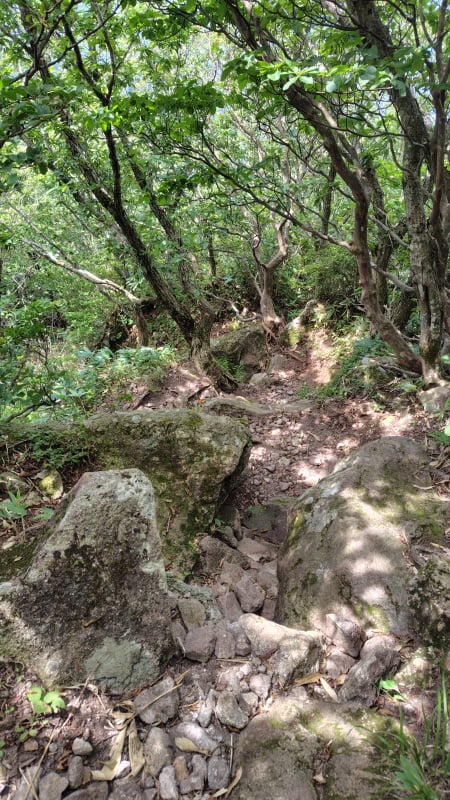 男三瓶山から子三瓶山へ向かう登山道