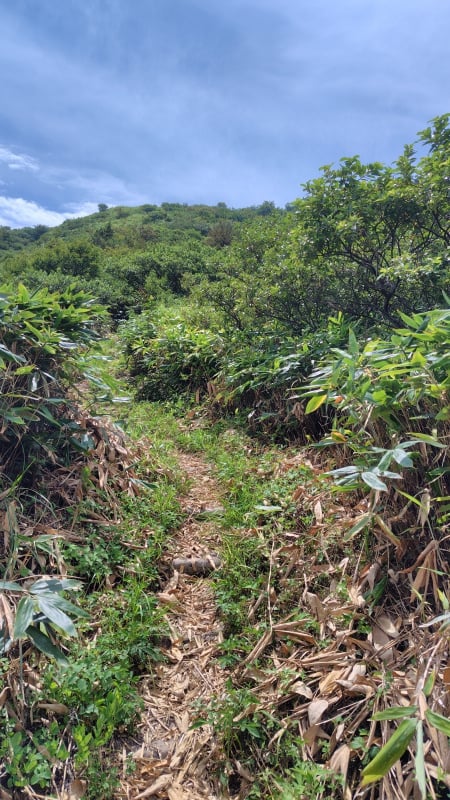 子三瓶山登山道