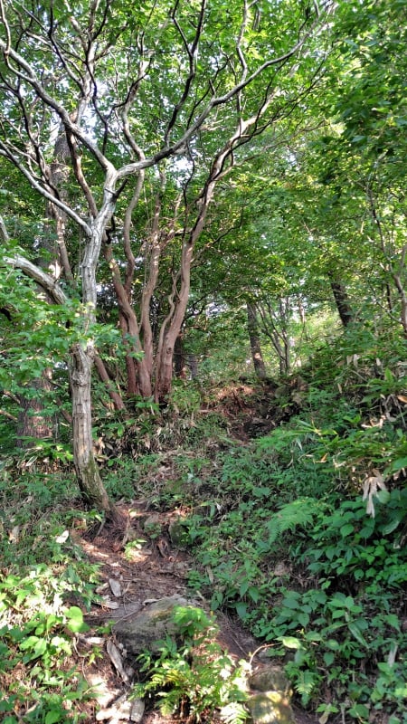 三瓶山登山道