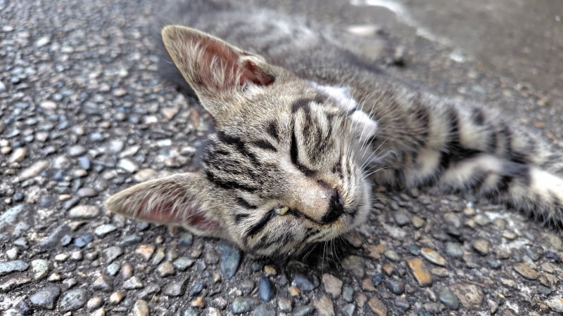 三瓶町で昼寝する子猫