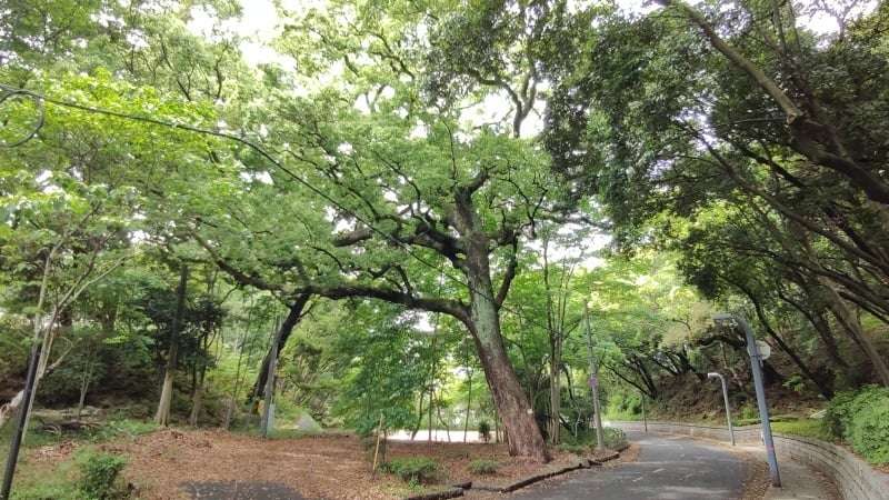 被爆樹木の楠