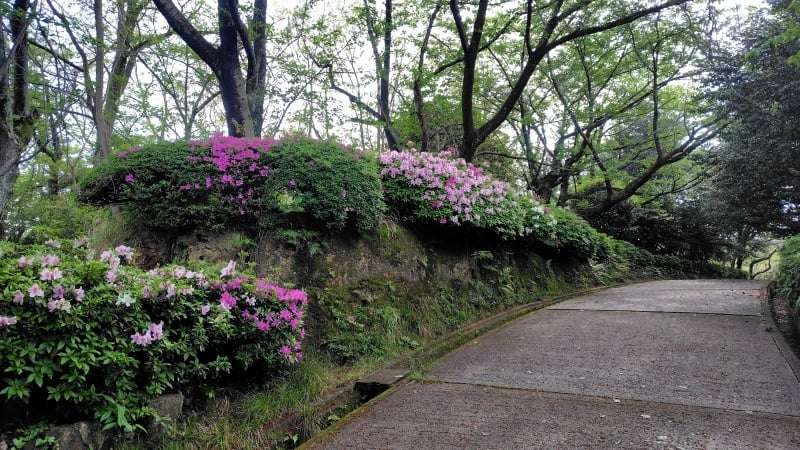 串山公園のツツジ