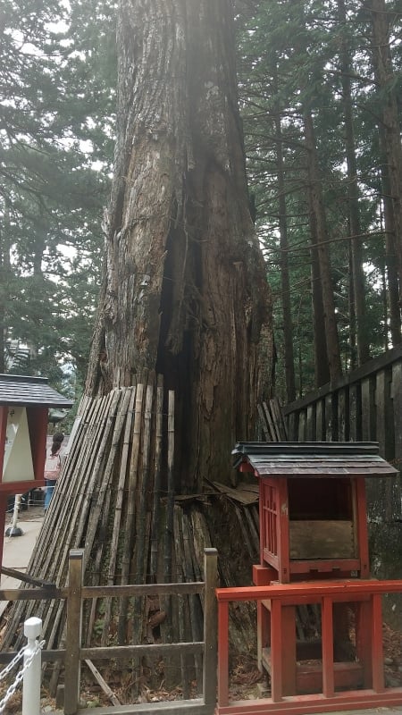 日光東照宮の御神木