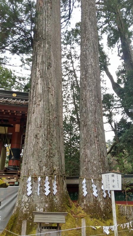 親子杉