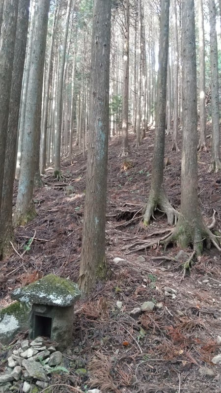 外山登山道の杉