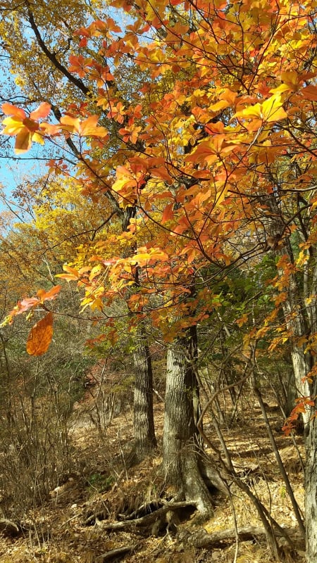 外山登山道のもみじの紅葉