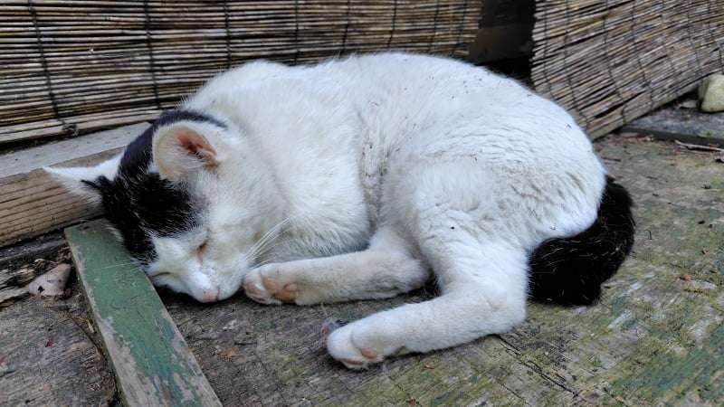 お昼寝猫