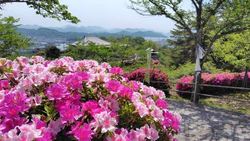 尾道千光寺山のツツジ