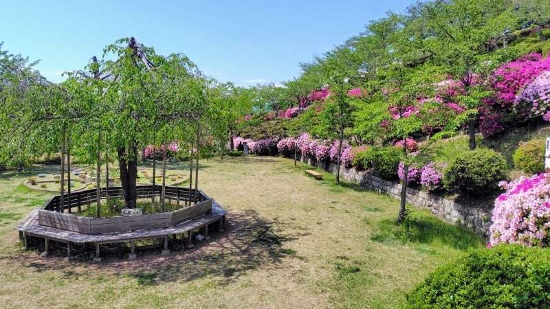 千光寺山公園のツツジ