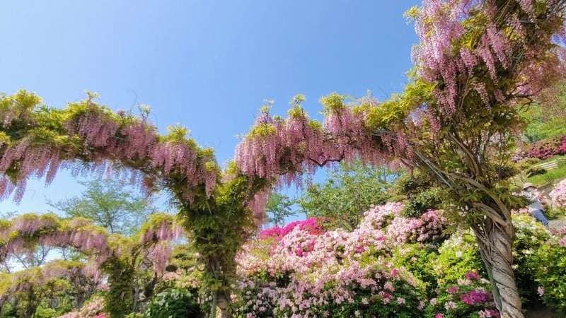 千光寺山公園の藤とツツジ