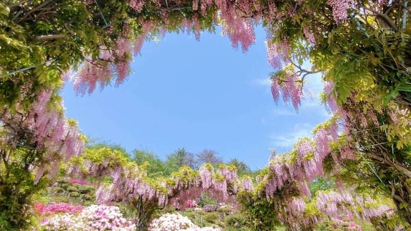 千光寺公園の藤