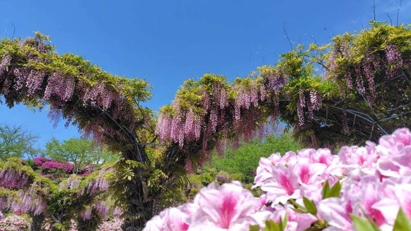 千光寺公園の藤とツツジ