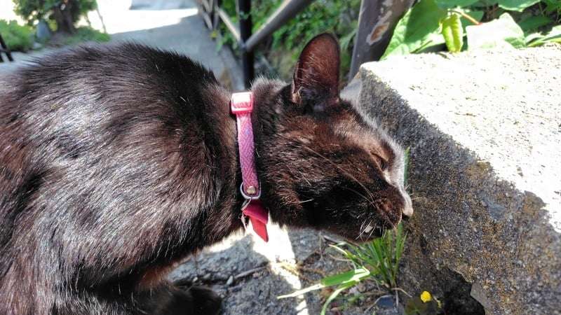草を食べている猫