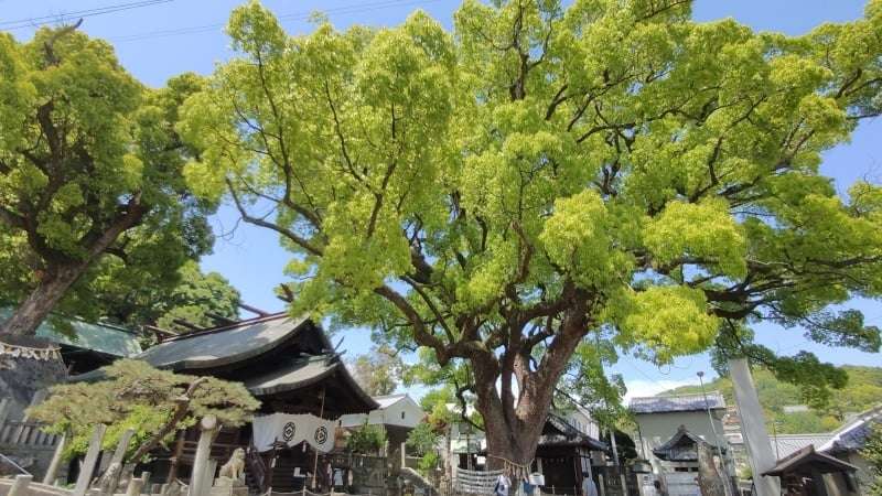 艮神社の楠