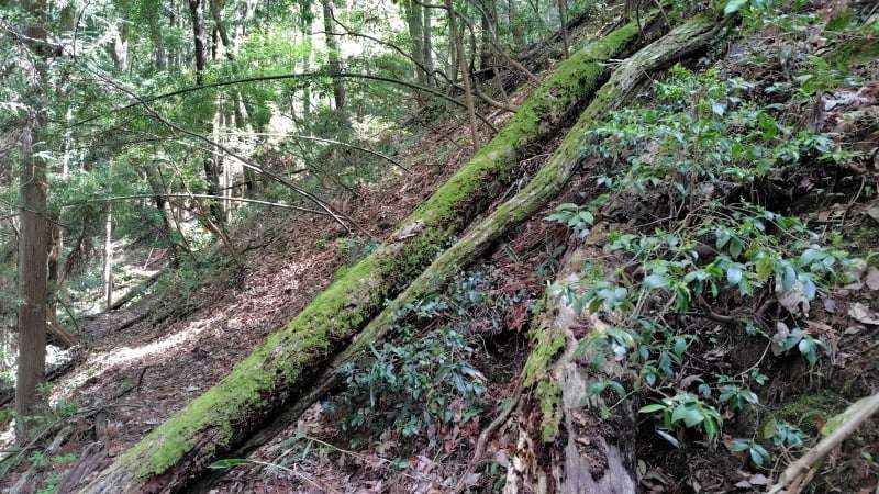 滝山登山道の倒木