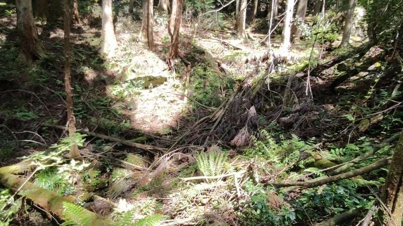 登山道が倒木で崩壊