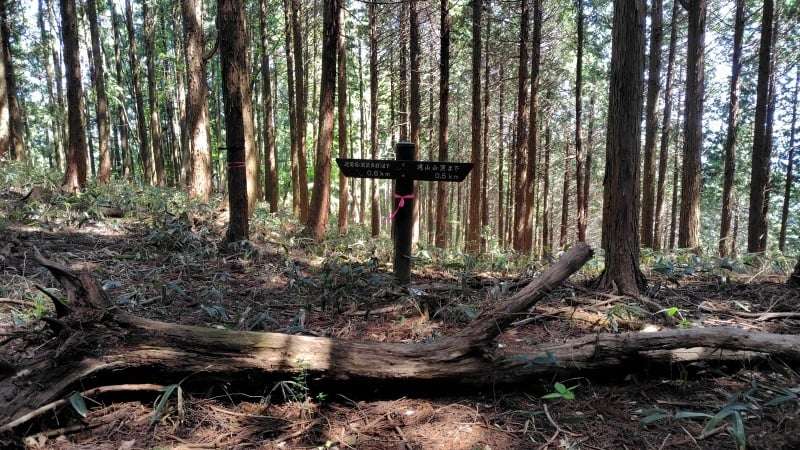 滝山山頂と鉄塔展望地の分岐ポイント