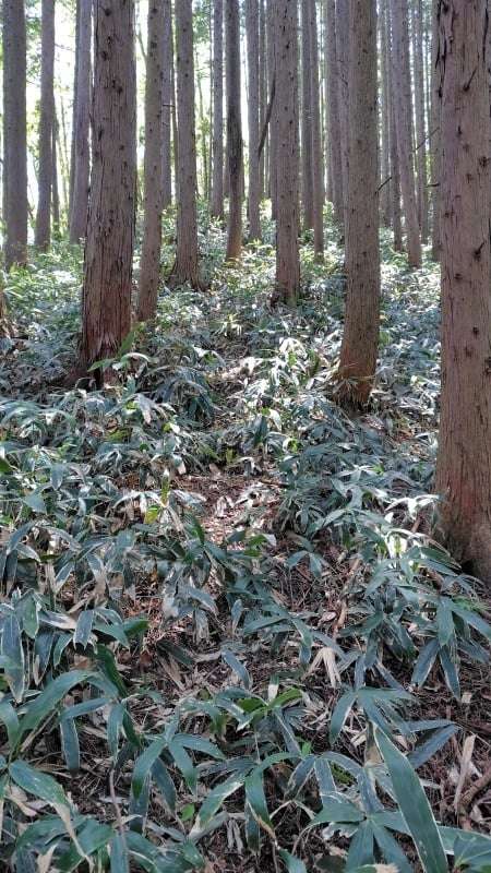 滝山山頂までの笹薮
