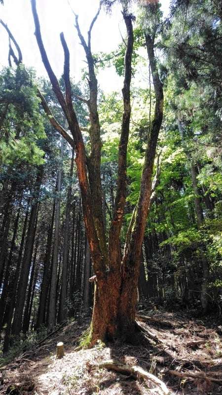 滝山登山道の大木