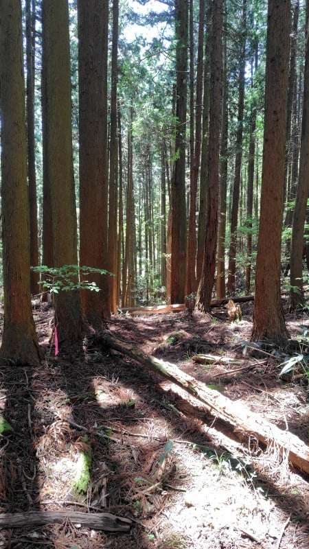 滝山山頂方面と鉄塔展望地方面の分岐ポイント