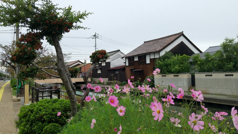米子川沿いのコスモス