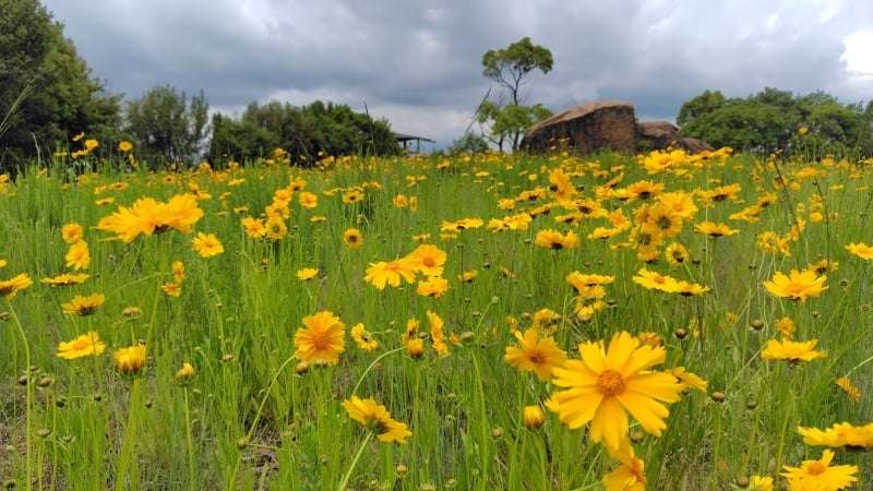 オオキンケイギクの花園