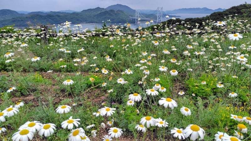 除虫菊